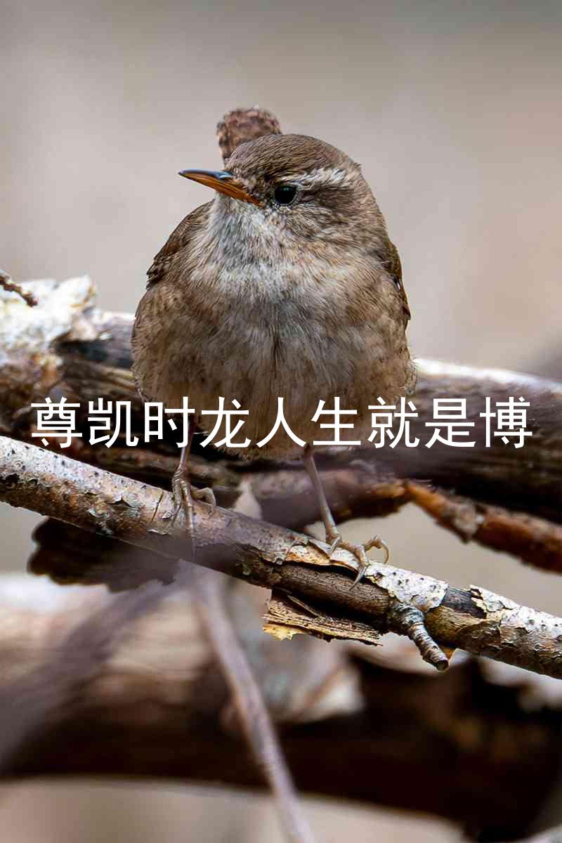 尊凯时龙人生就是博